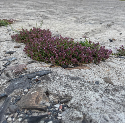 Thymus Pulegioides