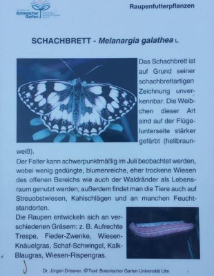 33  BoGaUlm Melanargia galathea.jpg