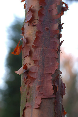acergriseum_8284.jpg