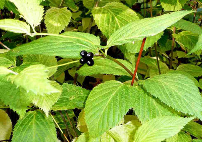 75_Rhodotypos-scandens-0811.jpg