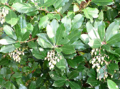 75_Arbutus-unedo--0811.jpg