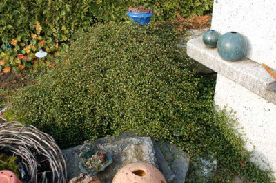 Muehlebeckia_0010__1360.jpg