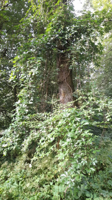 IMG-20250709-WA0003.jpeg