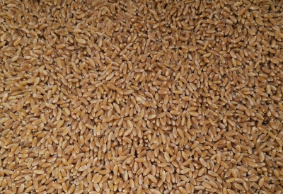 Durum Limbodur gereinigt.jpeg