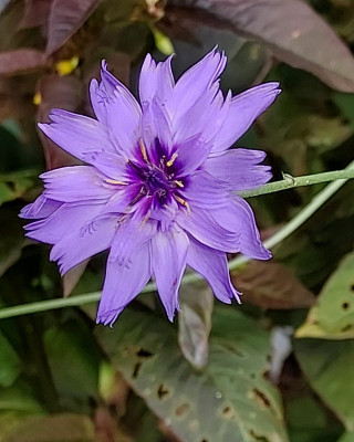 Rasselblume
