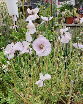 Papaver Amazing Grey