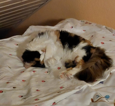 Bett gestern Abend wieder belegt. Ich muss mich da rum sortieren
