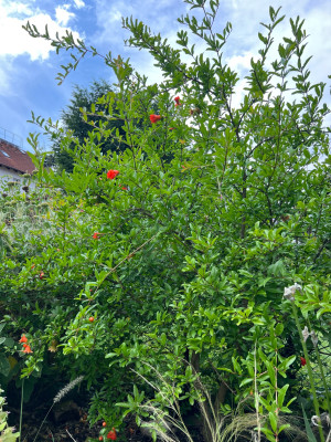IMG_5922.jpeg