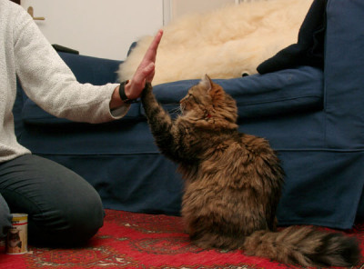 give_me_five.jpg