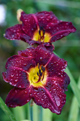 Berliner Obsidian