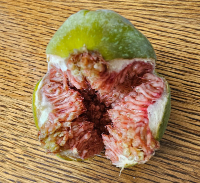 Ficcolino Breba