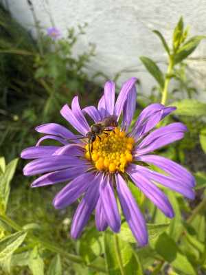 IMG_5353.jpeg
