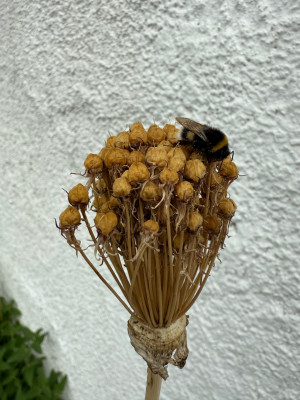 IMG_5054.jpeg
