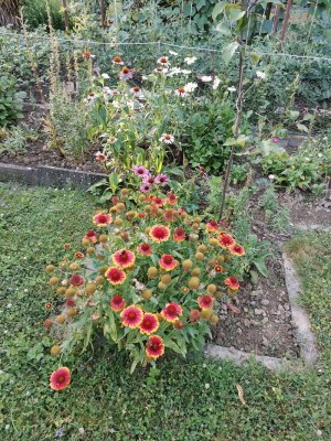 Gaillardia aristata 112.jpeg