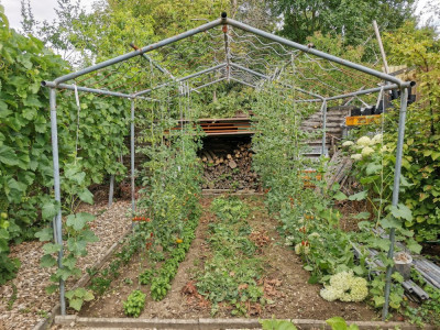 Tomatenhaus 20250709.jpeg