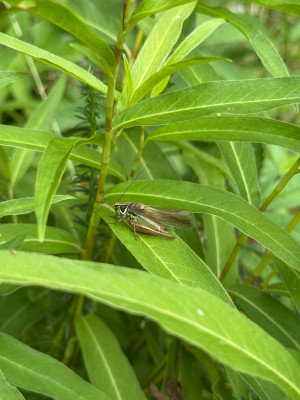 Roesels Beißschrecke auf Persicaria amphibia