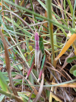 Gemeiner Grashüpfer auf Gras