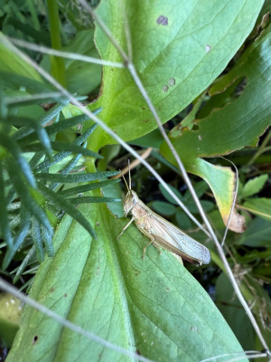 Große Goldschrecke auf Fieberklee