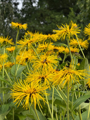 Inula Helenium