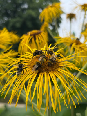 Inula Magnifica