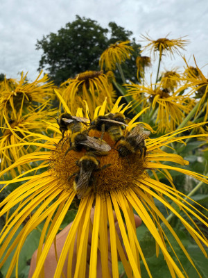 Inula Magnifica