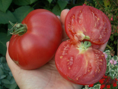 550_vv_Tomaten_early_wonder.jpg