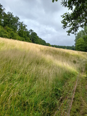 20250709_093237.jpg