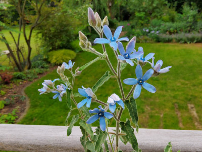 Oxypetalum coeruleum.jpg