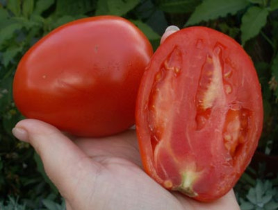 684._Grosnenskije_Tomaten_vv.jpg