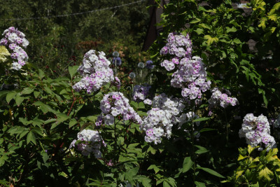 IMG_6819.JPG