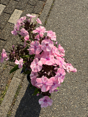 IMG_7290.jpeg
