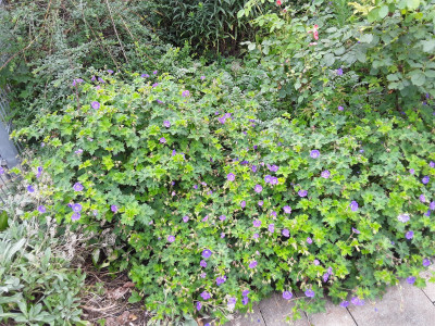 Geranium Rozanne