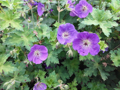 Geranium Rozanne