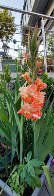 Gladiole