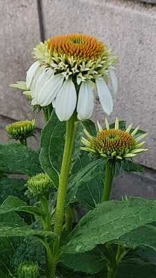 Echinacea