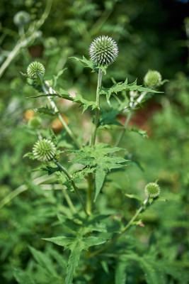 Echinops rito