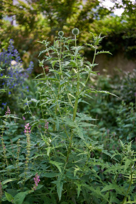 Echinops rito