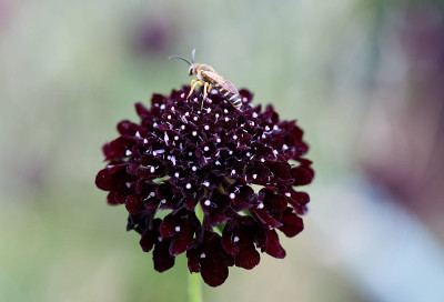 2025 07 03  Garten  Scabiose 524_8362.jpg