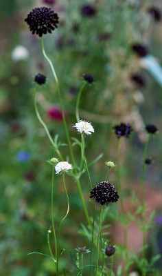 2025 07 03  Garten  Scabiose 524_8365.jpg