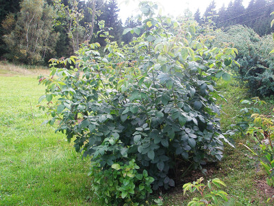 fantinlatourbusch.JPG
