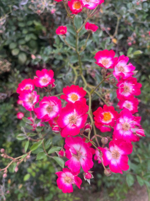 IMG_0933.jpeg