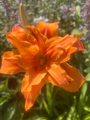 IMG_0912.jpeg