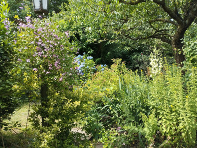 Was blueht, sind Clematis, Yucca und Hortensie. Der Gilbweiderich zeigt noch ein bisschen Gelb.