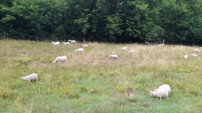 IMG-20250712-WA0008.jpeg