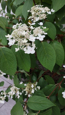 Hortensie