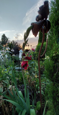 Gladiolus papillo &quot;Ruby&quot;
