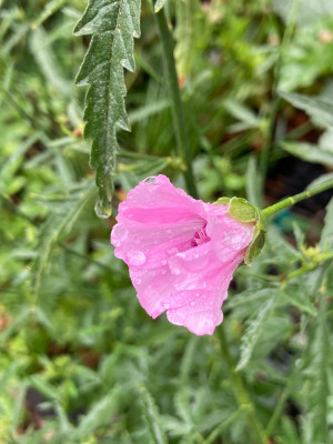 IMG_0184.jpeg