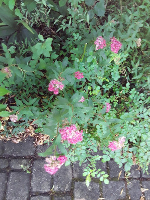 Achillea ?