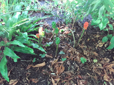Arum maculatum