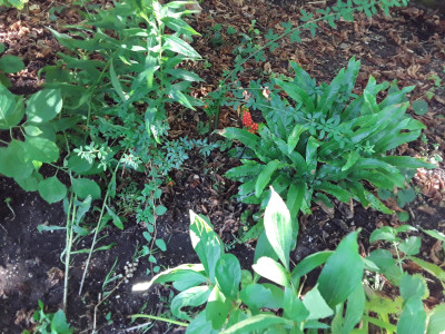 Samenbildung  Arum maculatum